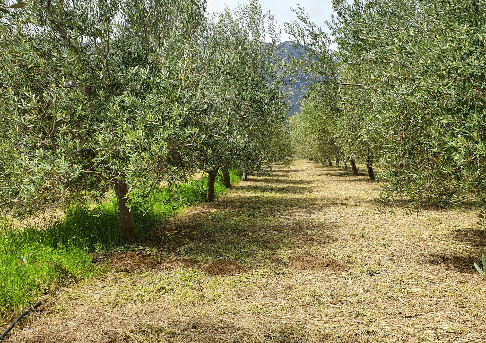 FRAAIGELEGEN FARM LANDSCAPE_09
