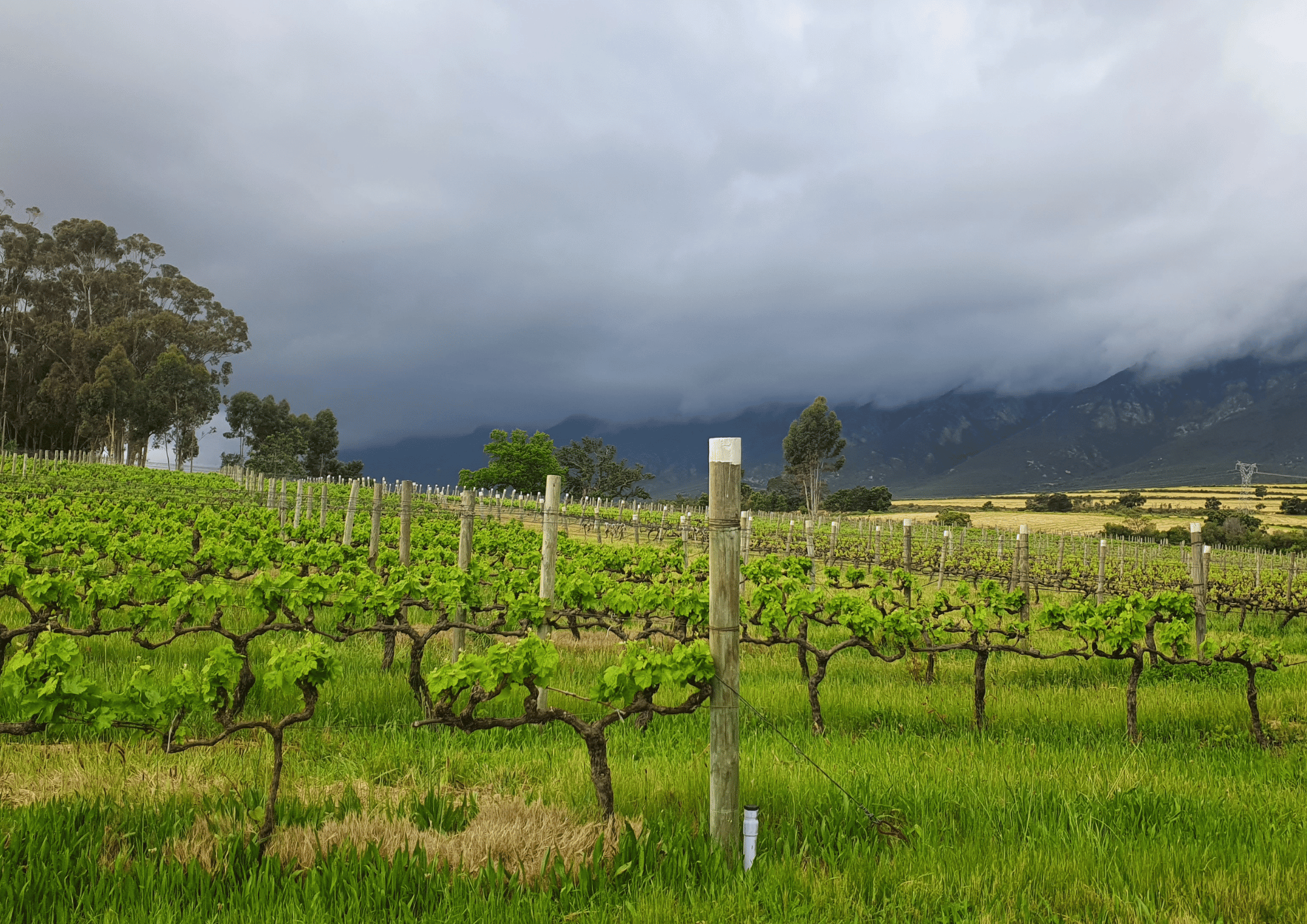 FRAAIGELEGEN FARM LANDSCAPE_11