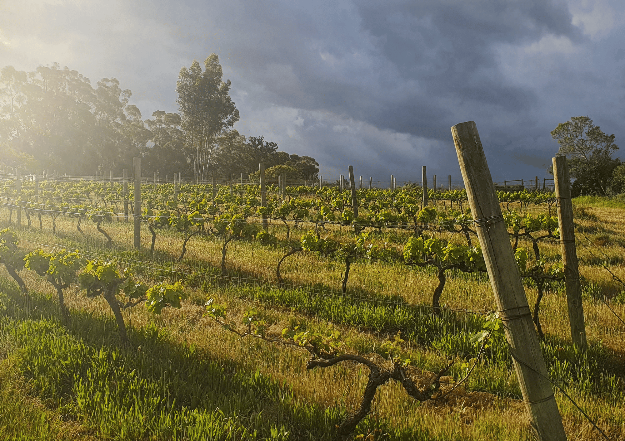 FRAAIGELEGEN FARM LANDSCAPE_12